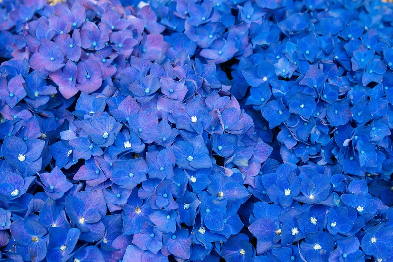 hydrangea, flowers, violet, hd, 4k, 5k