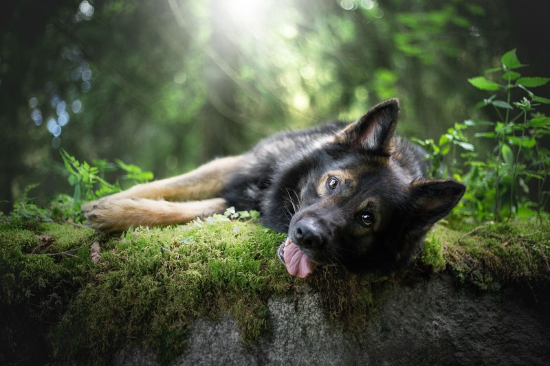german shepherd, animals, dog, hd, 4k, 5k