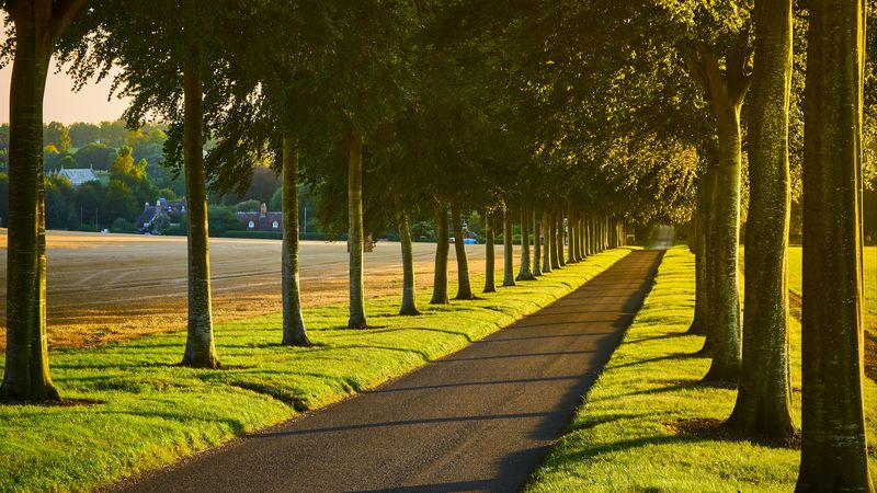alley, path, trees, lawn, 4k