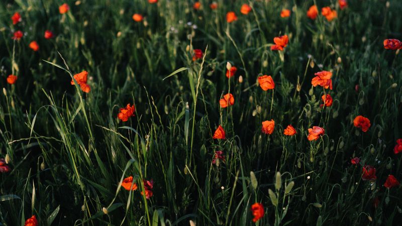 poppies, flowers, field, grass, vast, 4k