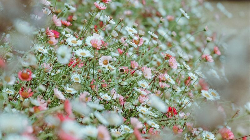 flowers, daisies, flowerbed, white, pink, 4k
