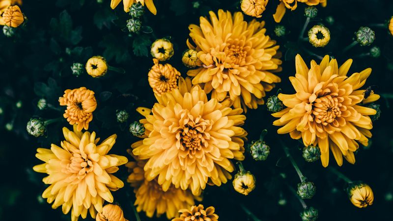 chrysanthemums, yellow, flowers, bloom, plant, 4k