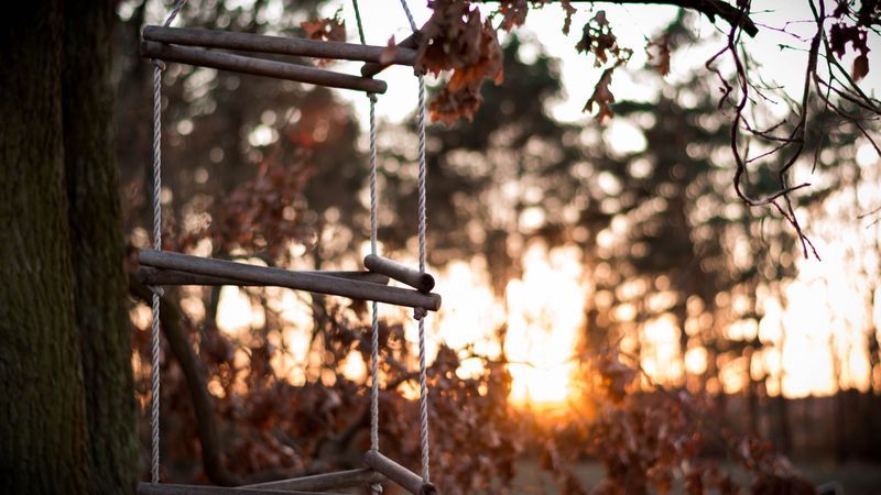 ladder, rope, tree, sunset, autumn, 4k