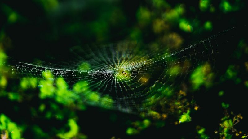spider web, cobweb, spider, macro, close up, 4k