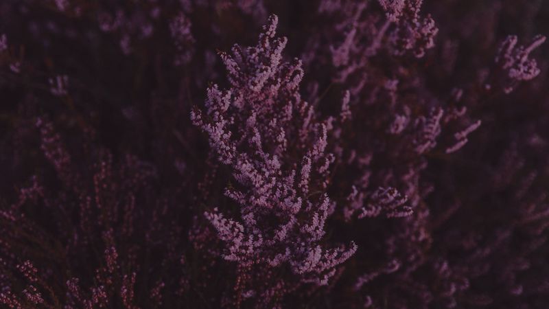 lavender, flowers, purple, bloom, closeup, 4k