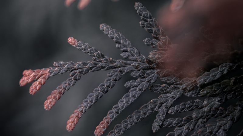 branch, thuja, conifer, plant, macro, 4k