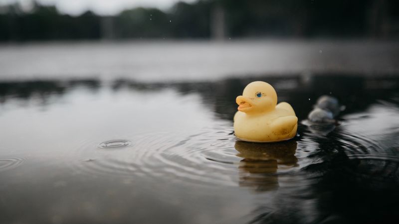 rubber duck, duck, toy, puddle, water, 4k