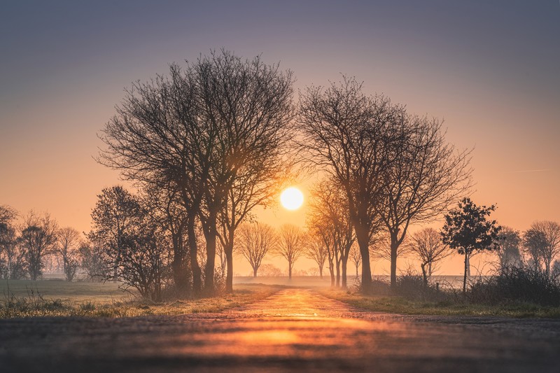 sunset, nature, hd, fog, trees, 4k