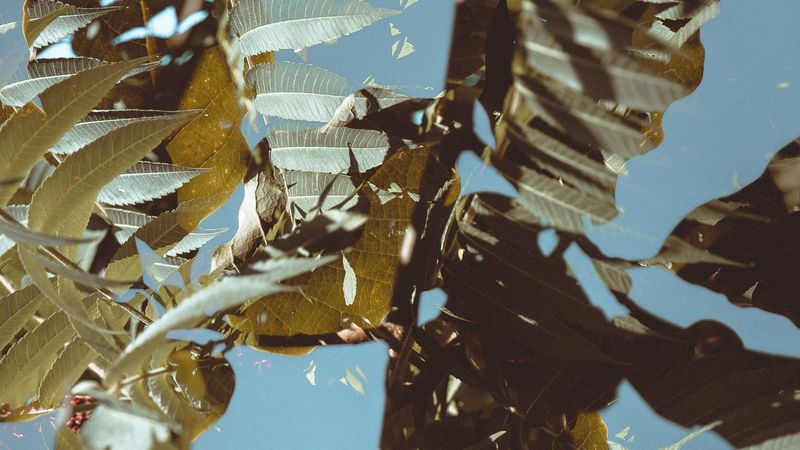branches, leaves, double exposure, illusion, 4k