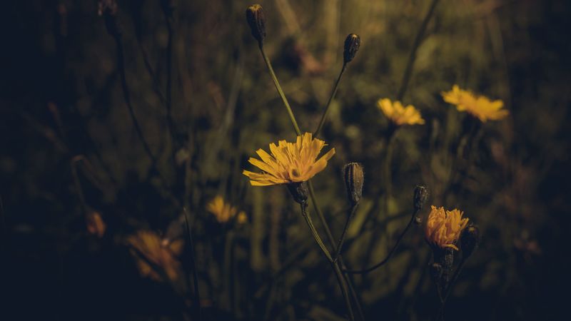 flower, yellow, plant, field, dark, 4k