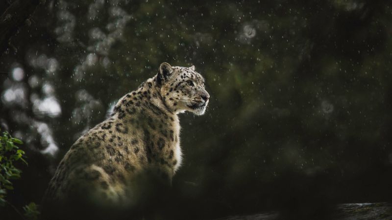 snow leopard, leopard, big cat, predator, rain, wildlife, 4k