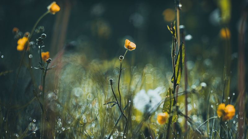 flowers, grass, meadow, macro, focus, 4k