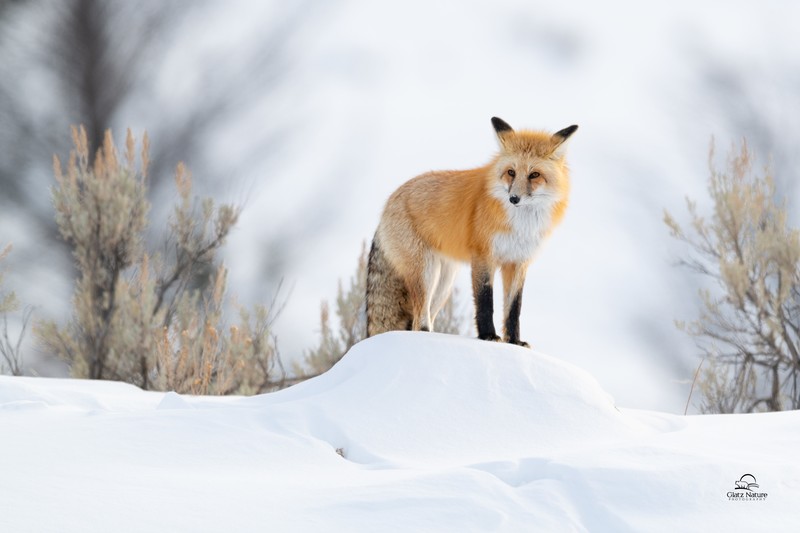 fox, winter, animals, hd, 4k, 5k, snow