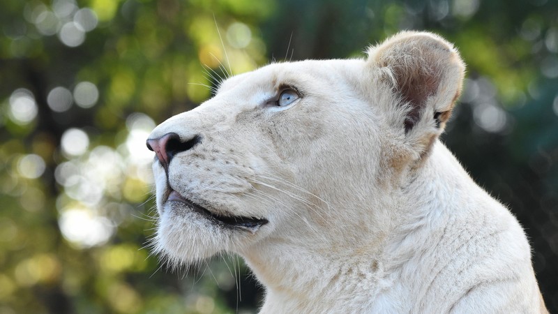 lion, animals, hd, 4k