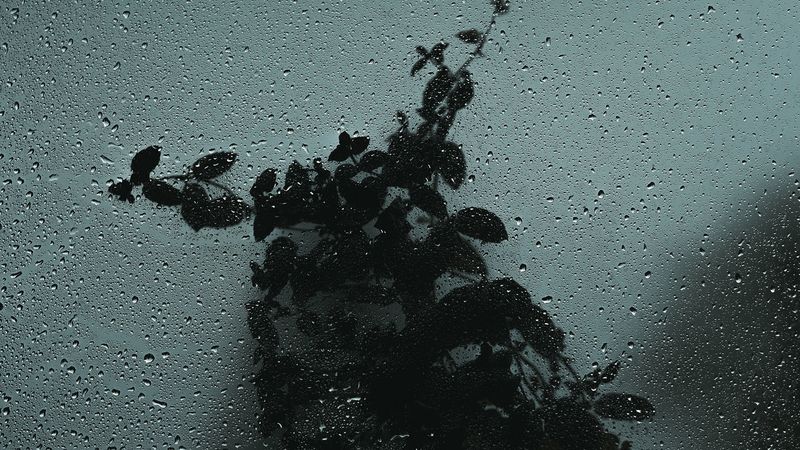glass, wet, drops, bush, dark, 4k