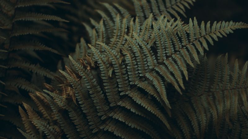 fern, leaves, carved, plant, macro, 4k