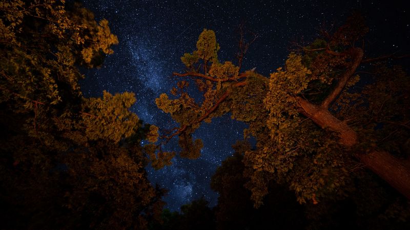 trees, night, starry sky, branches, dark, 4k