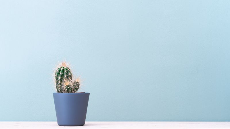 cactus, plant, minimalism, 4k