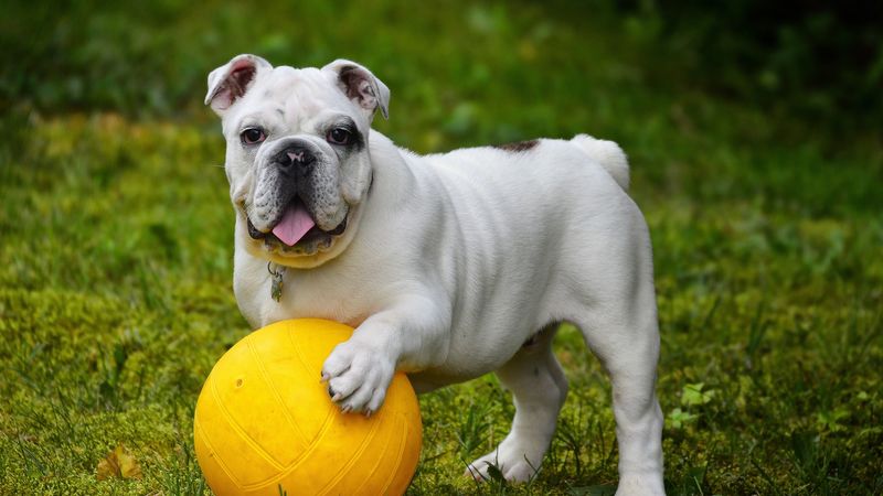 bulldog, dog, ball, tongue protruding, funny, 4k