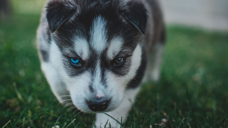 puppy, husky, dog, cute, heterochromia, 4k