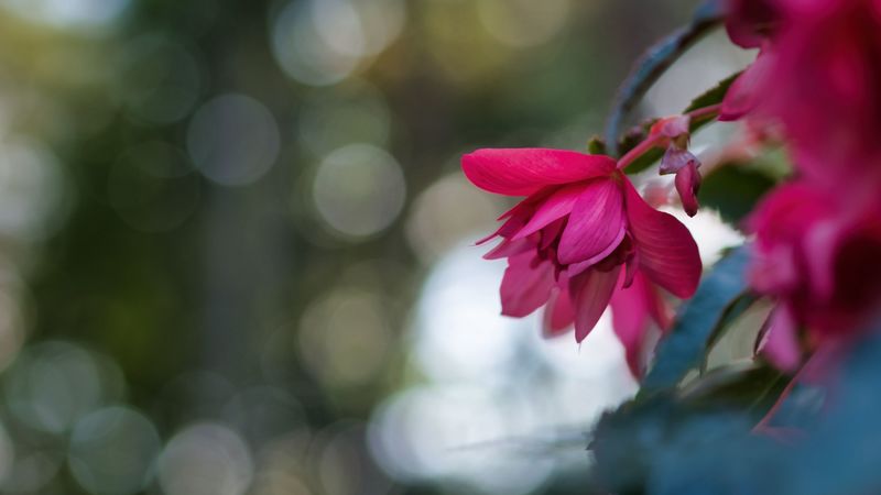 begonia, flower, pink, macro, closeup, 4k