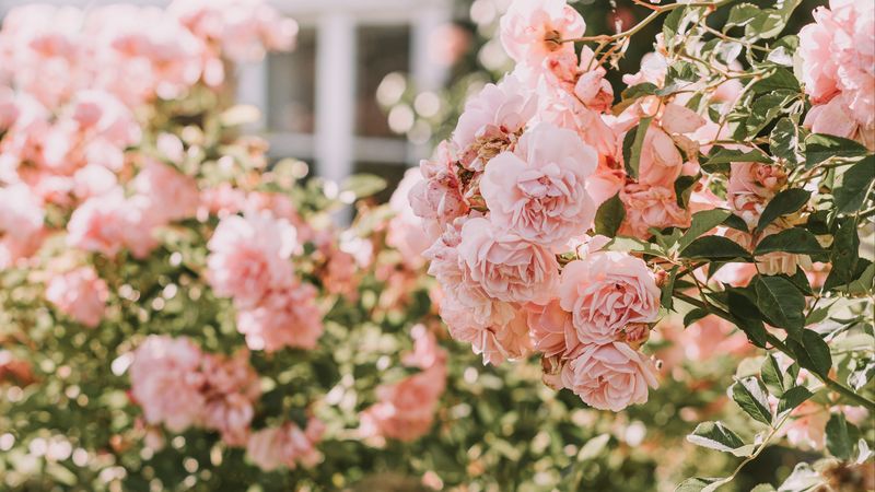 roses, pink, flowers, bush, plant, 4k