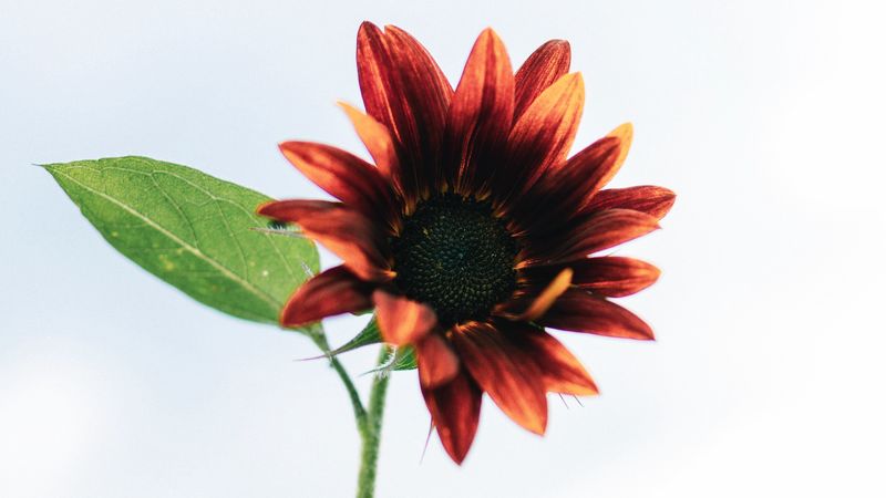 sunflower, flower, decorative, flowering, plant, 4k