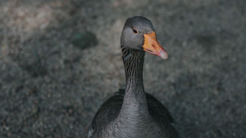 goose, bird, gray, feathered, 4k