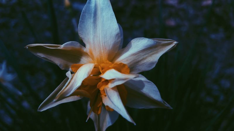 daffodil, flower, white, petals, macro, 4k