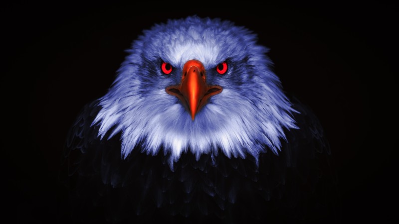 eagle, birds, hd, 4k, 5k, 8k