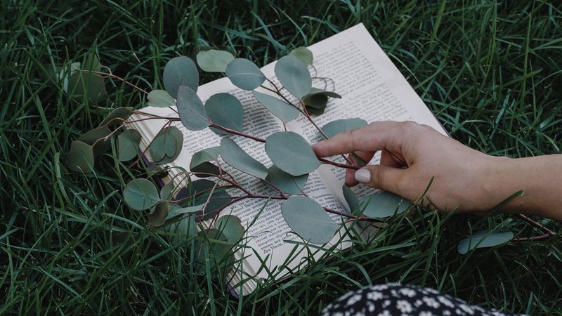 book, branch, hand, grass, lawn, 4k