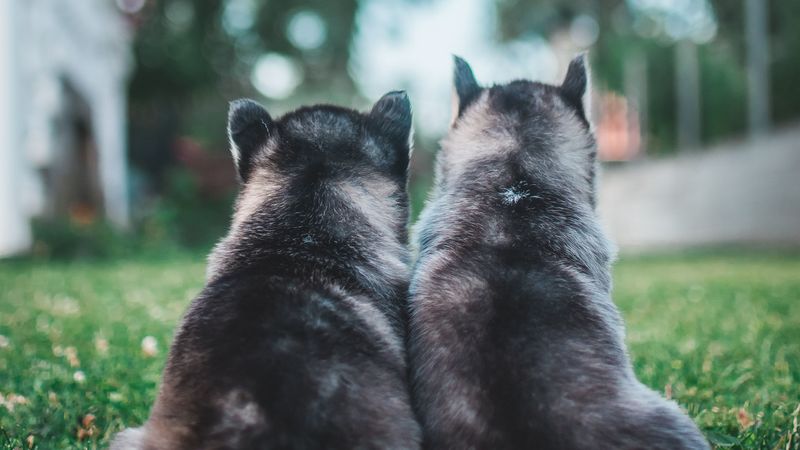 puppies, dogs, grass, lawn, animals, 4k