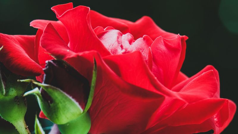 rose, red, flower, buds, macro, 4k