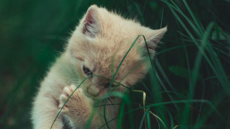 kitten, cat, grass, playful, cute, 4k