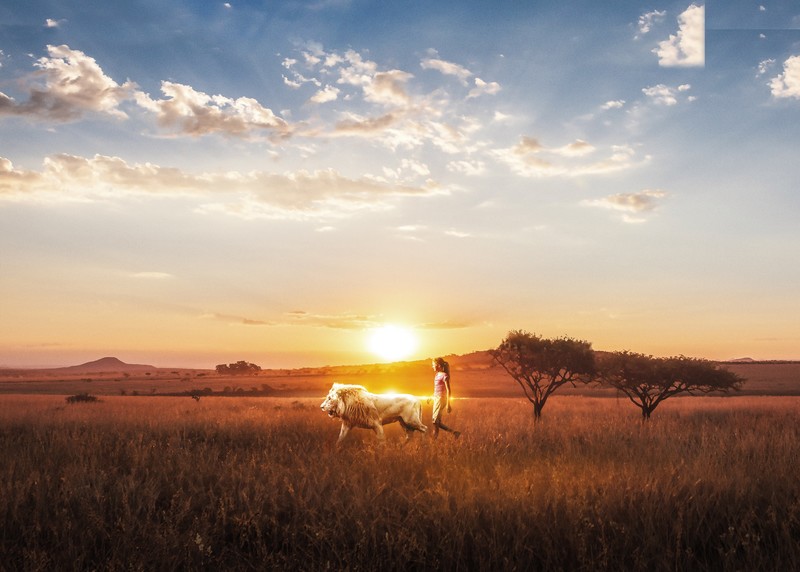 movies, hd, 4k, 5k, 8k, lion