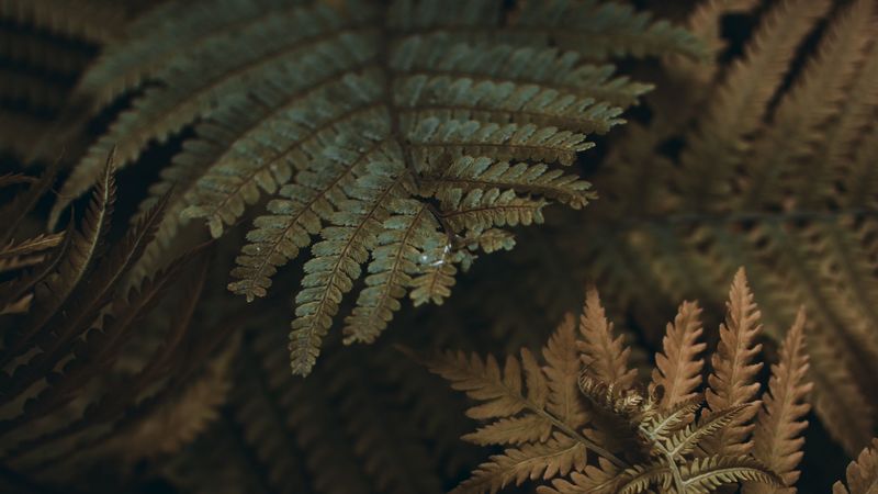 fern, leaves, branches, plant, macro, 4k