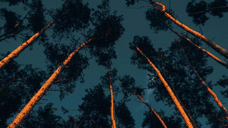 trees, trunks, crowns, treetops, forest, dark, 4k