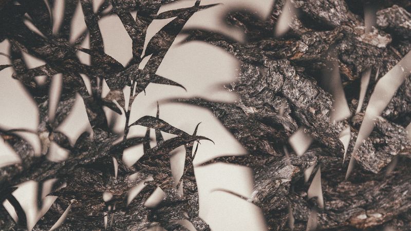 leaves, branches, outlines, double exposure, macro, 4k