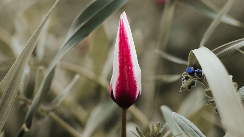 tulip, flower, bud, red, white, 4k