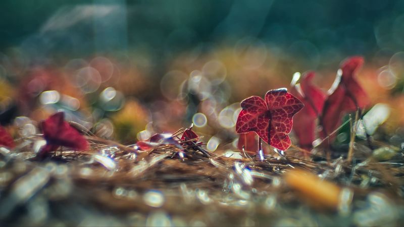 leaves, needles, macro, glare, bokeh, 4k