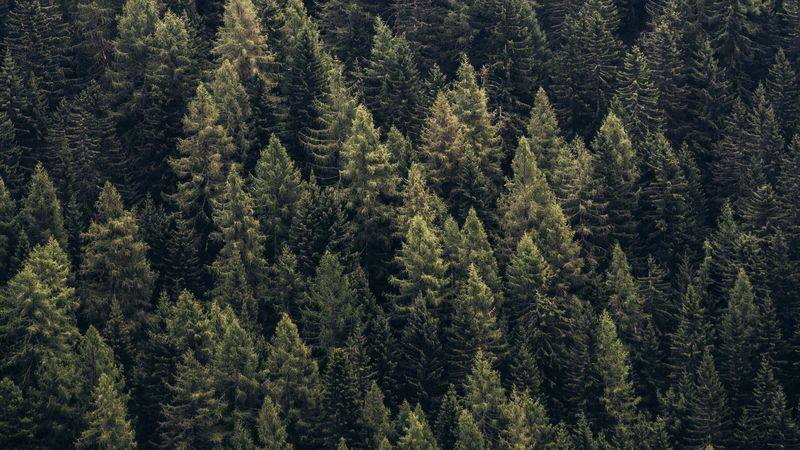 forest, trees, aerial view, needles, pines, 4k