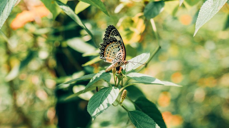 butterfly, branch, leaves, insect, macro, 4k