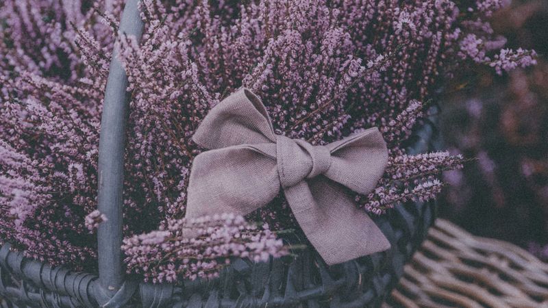 basket, lavender, flowers, purple, bow, 4k