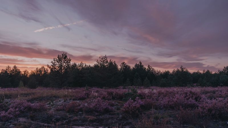 dusk, trees, bushes, landscape, evening, 4k