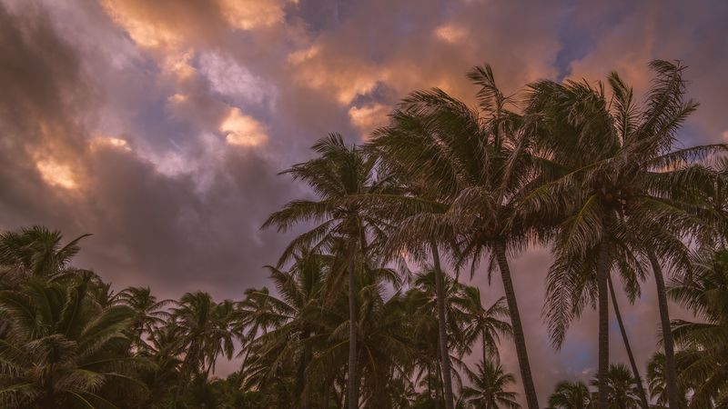 palm trees, sky, clouds, tropics, 4k