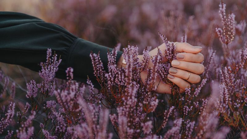 flowers, inflorescences, purple, hand, fingers, 4k