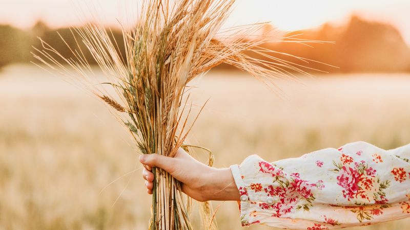spikelets, bouquet, hand, field, barley, 4k