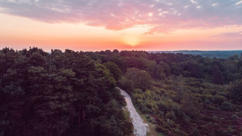 forest, path, aerial view, sunset, horizon, 4k