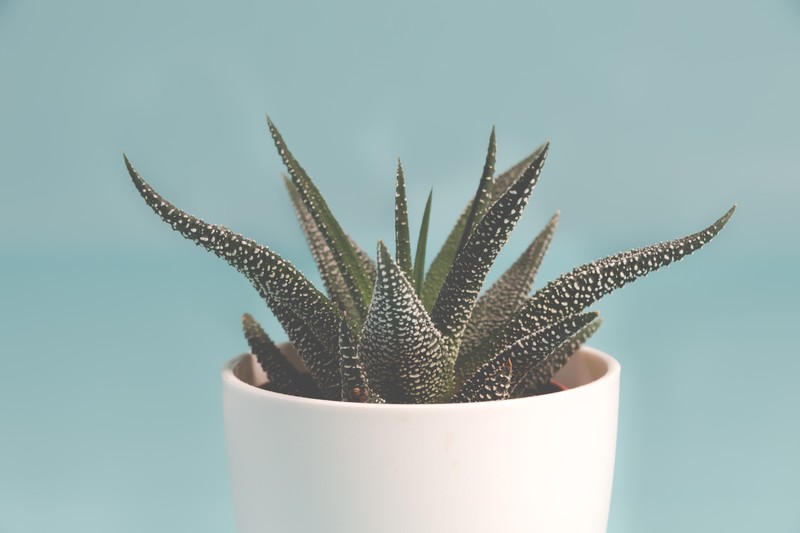 plants, minimalism, succulent, haworthia
