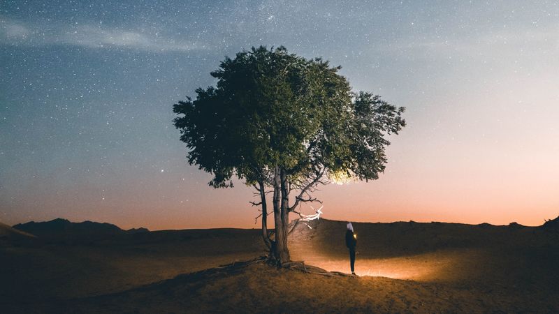 tree, night, silhouette, starry sky, light, 4k